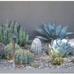 landscaping cactus